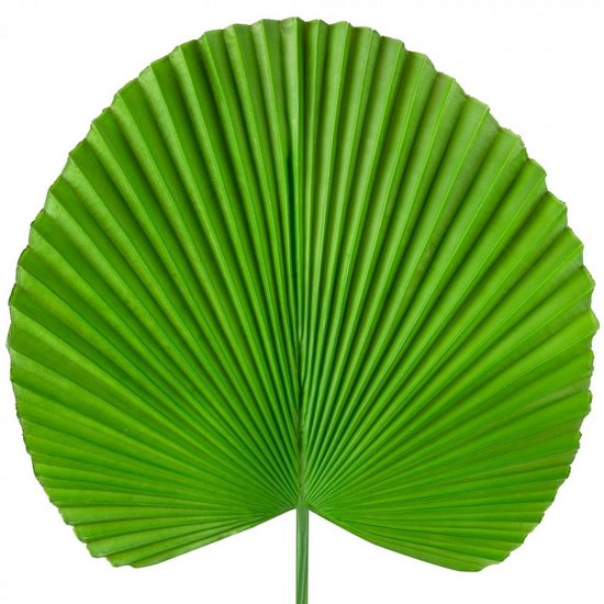Liść dekoracyjny botaniczny zielony Eurofirany - 83 cm - zielony