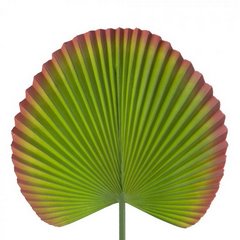 Liść dekoracyjny botaniczny zielony Eurofirany - 55 cm - zielony 1