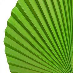 Liść dekoracyjny botaniczny zielony Eurofirany - 55 cm - zielony 2