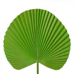 Liść dekoracyjny botaniczny zielony Eurofirany - 55 cm - zielony 1