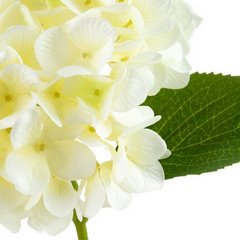 BIAŁA HORTENSJA DUŻY SZTUCZNY KWIAT 67 cm EUROFIRANY - dł. 66 cm śr. kwiat 16 cm - biały 2