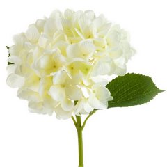 BIAŁA HORTENSJA DUŻY SZTUCZNY KWIAT 67 cm EUROFIRANY - dł. 66 cm śr. kwiat 16 cm - biały 1