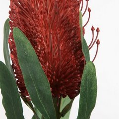 Sztuczny kwiat dekoracyjny egzotyczny BANKSJA ceglasty Eurofirany - 63 cm - ceglasty 2