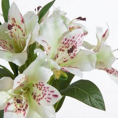 Kwiat sztuczny dekoracyjny RODODENDRON biały Eurofirany - 48 cm - biały 2