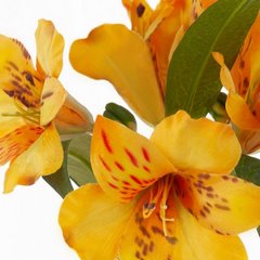 Kwiat sztuczny dekoracyjny RODODENDRON żółto-pomarańczowy Eurofirany - 48 cm - żółty 2