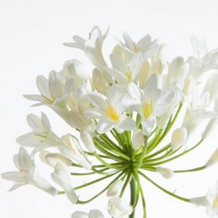Kwiat sztuczny dekoracyjny AGAPANT kremowy Eurofirany - 76 cm - kremowy 2