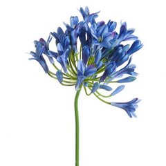 Kwiat sztuczny dekoracyjny AGAPANT niebieski Eurofirany - 76 cm - niebieski 1