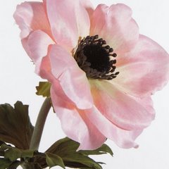 Kwiat sztuczny dekoracyjny ANEMON jasnoróżowy Eurofirany - 53 cm - jasnoróżowy 2