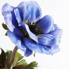 Kwiat sztuczny dekoracyjny ANEMON niebieski Eurofirany - 53 cm - ciemnoniebieski 2