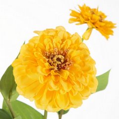 Kwiat sztuczny dekoracyjny CYNIA WYTWORNA żółta Eurofirany - ∅ 11 x 52 cm - żółty 2